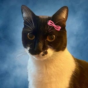 Meet your Posher, Lou